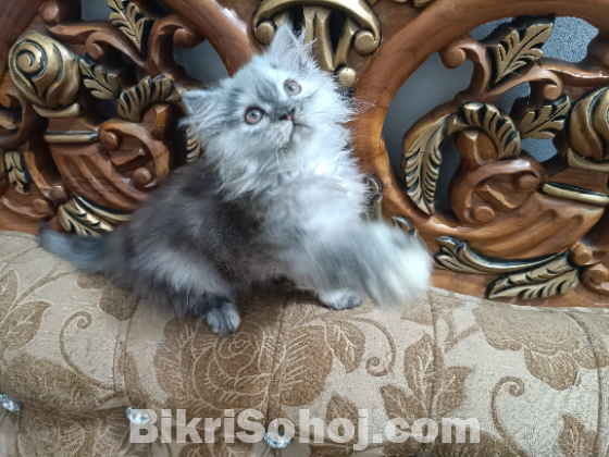 Persian cat